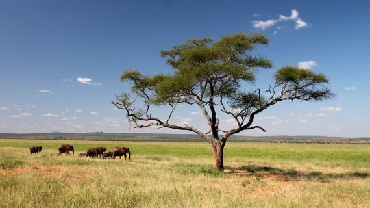 Le circuit de safari du nord de la Tanzanie : le Serengeti et le Ngorongoro