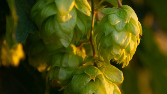 Le houblon : une plante a forte toxicite pour le chien ?